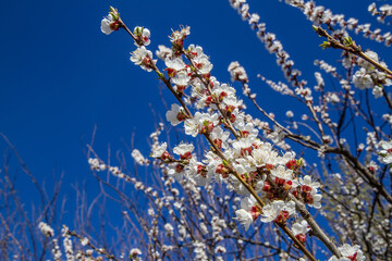 Blooming branch of a fruit tree against the sky. Blooming trees in early spring. 
