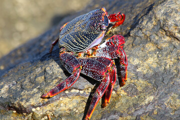 rote_Klippenkrabbe