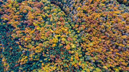 Fototapeta na wymiar Beautiful autumnal landscape in the forest from hendek in Turkey