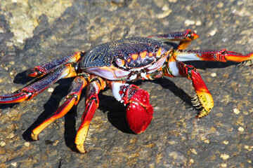rote_Klippenkrabbe_mit_1_Schere