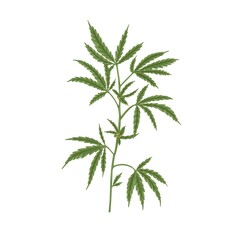 Branch of cannabis plant with leaf. Hemp or marijuana stem with leaves. Hand-drawn vintage botanical art. Realistic vector illustration of industrial marihuana isolated on white background