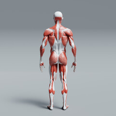 3d rendered illustration of a human body