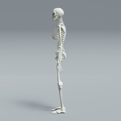 3d rendered illustration of a skeleton