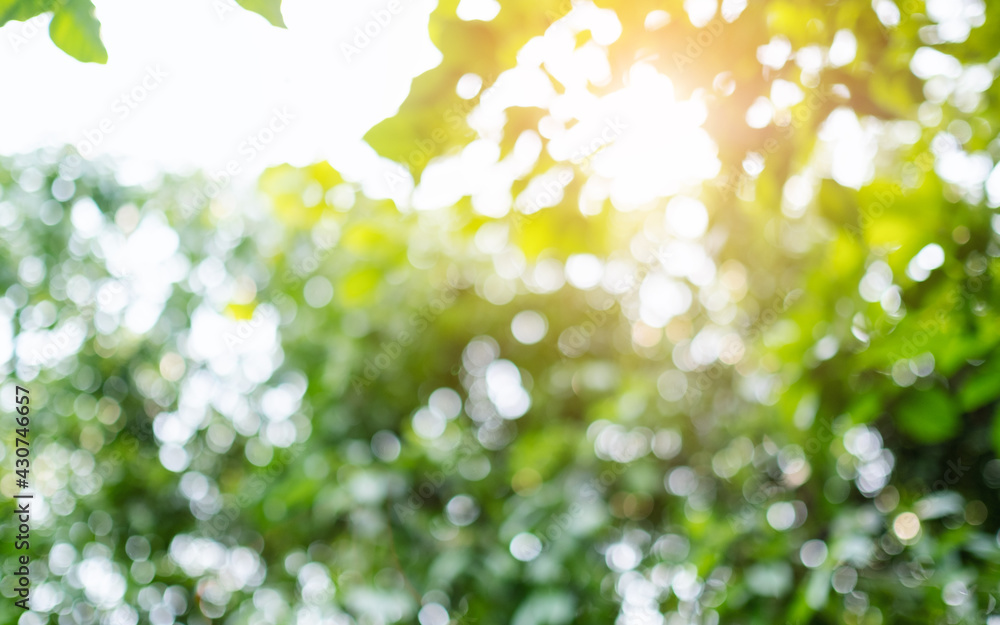 Wall mural abstract green bokeh of trees, blurred nature background