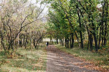 Woman and child walk in beautiful forest path with trees, green and yellow foliage, beauty in nature, healthy lifestyle