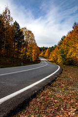 Fototapeta premium A beautiful road view through the forest in autumn.