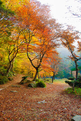 Naklejka premium autumn in the forest