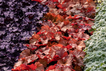 heuchera plants as very nice natural background