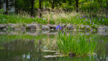 Fototapeta na wymiar Japanese iris blooming in the pond