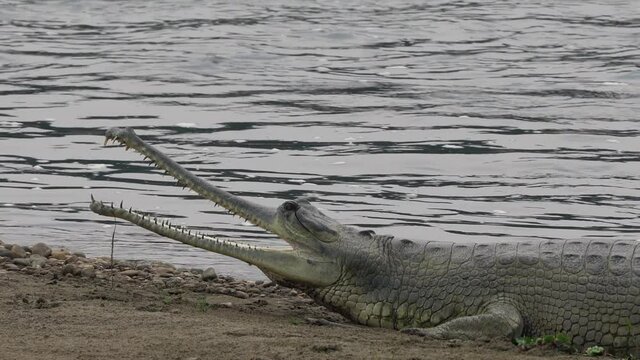 A gharial crocodile lying on the bank of a river with its mouth wide open.