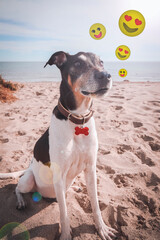 Fototapeta na wymiar Dog at beach thinking emoticons happy. selective focus
