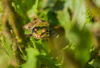 A green frog looks out of the grass. Selective focus. Blurred background.