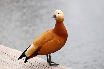 Shelduck (Tadorna ferruginea) standing on a lake coast. Male red duck in a park - obrazy, fototapety, plakaty