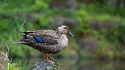 A duck staring at the pond from the top of the rock