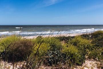 Seaside landscape with green plants at the beach, wild beautiful nature background, Azov sea, Ukraine