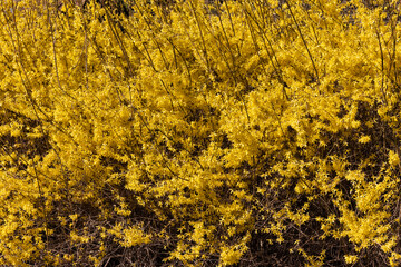Forsythia europaea bush with yellow flowers blooming early spring