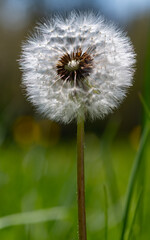 Pusteblume Löwenzahn Wind Flug Schirmchen Taraxacum sect. Ruderalia Pappus Achänen Schirmflieger Blütenhülle verteilen Reise Symbol Kinder Spiel fliegen segeln Hoffnung Zuversicht SInnbild