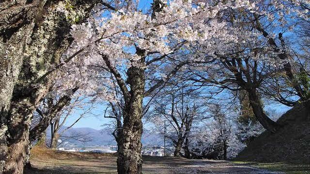 Cherry blossoms in full bloom swaying in the wind, birds singing behind (Inawashiro, Fukushima, Japan)