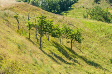Fototapeta na wymiar Young trees on the side of a green hill cast their shadow from the sun.