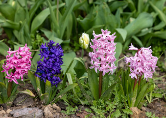 pink and blue hyacinths in a flowerbed in early spring