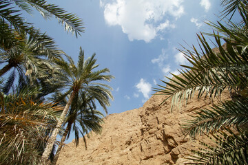 Fototapeta na wymiar palm trees in the canyon