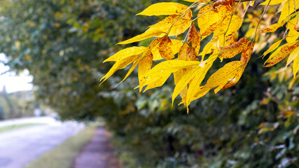 Tree branch with yellow leaves in the park near the alley. Autumn view
