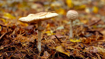 Poisonous mushrooms among fallen leaves in the autumn forest