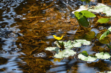Wiosna roztopy kwiaty i mech 
