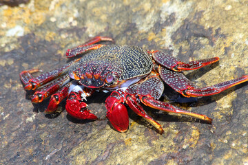 rote_Klippenkrabbe