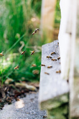 Bees around the hive