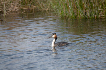 Great crested Grebe in the Weerribben the Netherlands.