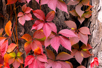 Autumn background with bright red leaves on a tree trunk