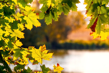Colorful autumn maple leaves by the river on a sunny day