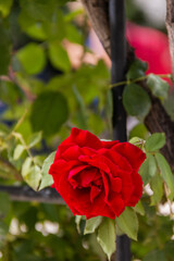 Beautiful red rose with green leaves as background