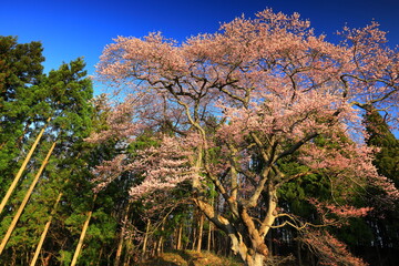 岩手県花巻市　青空と一本桜