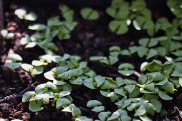 Newborn basil little plants