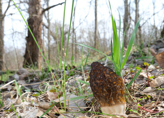One Morchella conica mushroom has grown in a clearing in a spring forest, among young, green grass. 