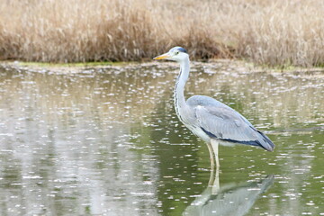 A heron and cherry blossoms in full bloom