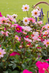 Group of different beautiful and colorful flowers in a garden