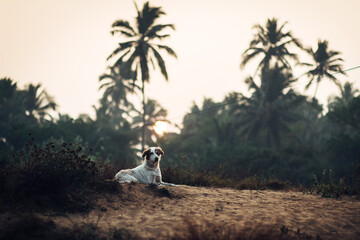 Obraz premium A dog on the background of a rainforest
