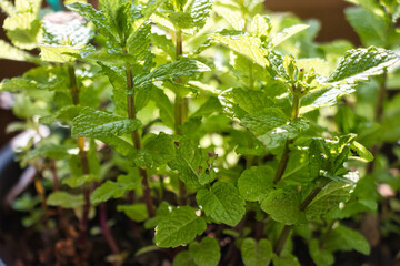 Fototapeta na wymiar Little green mint plants 