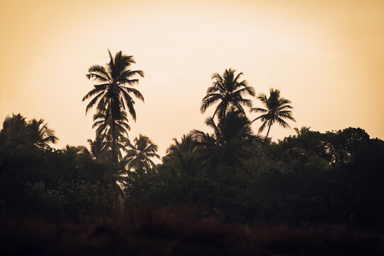 Tropical forest with palm trees on the background of the sunset