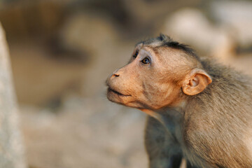Fototapeta premium Monkey close-up on a blurry background