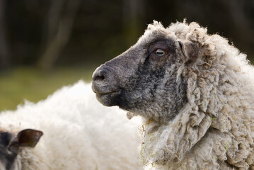 Sheep portrait. unshorn sheep in a spring field. Sheep looking to camera, Farming, free grazing concept, autumn field