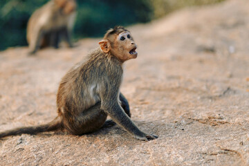 Monkey on the background of rocks and woods