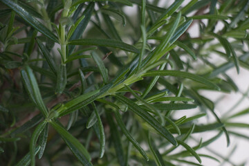 Springs of rosemary