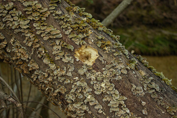 Trunk of a tree covered with small wood mushrooms Stereum Hirsutum. Trunk of a dead tree with a hole made by the woodpecker. Dark background out of focus.