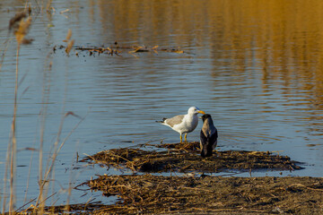 Meeting of a seagull and a crow on a wild lake. Joint interaction of different species of fauna representatives.