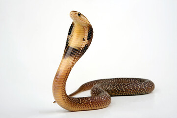 Monocled cobra // Monokelkobra (Naja kaouthia) 