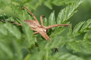 Pisaura mirabilis prefers wet environments
